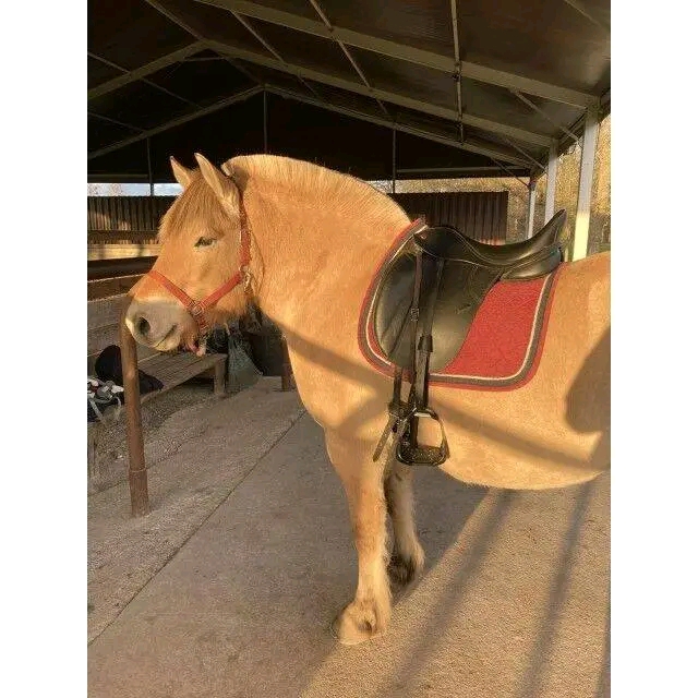 Dressage Thorowgood T8