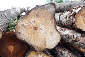 Firewood 