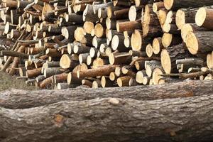 Firewood 