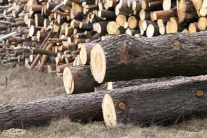 Firewood 