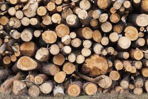 Firewood 