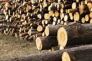 Firewood 
