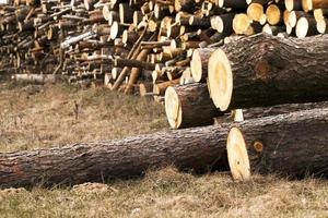 Firewood 