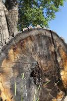 Firewood 