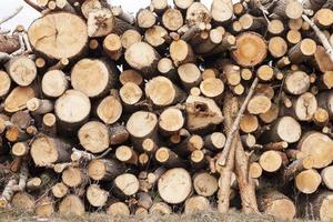 Firewood 