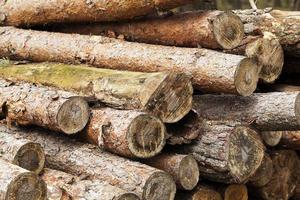 Firewood 