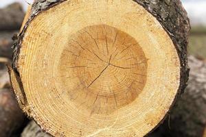 Firewood 
