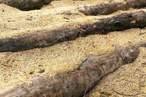 Firewood 