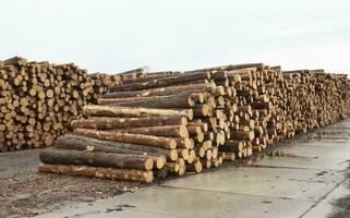 Firewood 